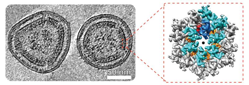 A viral close-up. HTLV-1 virus-like particles with a close-up view of the building blocks forming the viral lattice. 