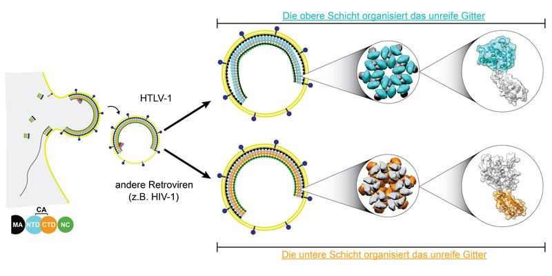 Schematische Darstellung des Aufbaus von Viruspartikeln. Oben: HTLV-1. Die oberste Schicht (blau) organisiert das unreife Gitter. Unten: Andere Retroviren (z. B. HIV-1). Die untere Schicht (orange) organisiert das unreife Gitter.