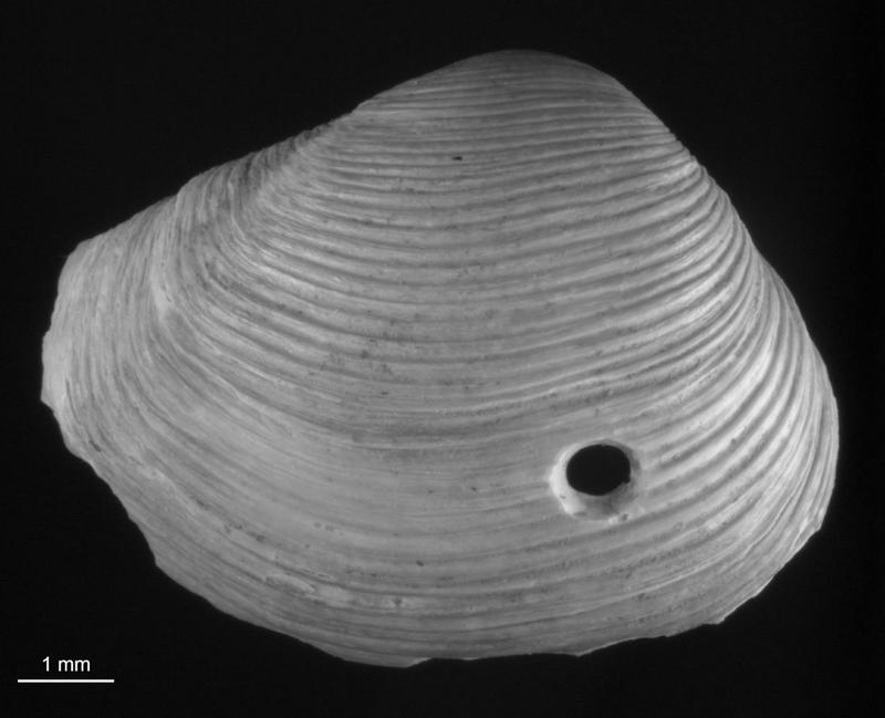 Über die Bohrlöcher von Raubschnecken in Muschelschalen konnte eine Zeitreihe der Räuber-Beute-Beziehungen in der nördlichen Adria erstellt werden.