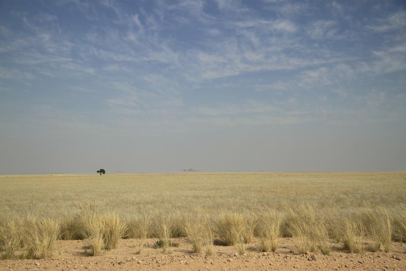 The arid Kalahari in Africa. 