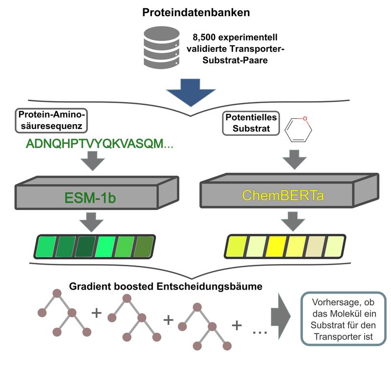 Schematische Darstellung des Vorhersageprozesses. Ausführliche Bildunterschrift am Ende des Meldungstextes.