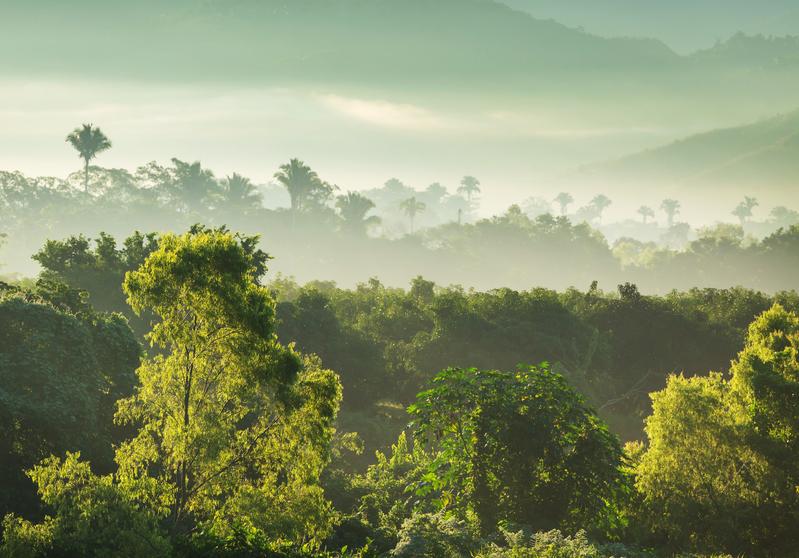 Both tropical and non-tropical ecosystems absorb large amounts of carbon that were previously released into the atmosphere through human CO₂ emissions. These ecosystems are therefore a natural buffer for climate change.