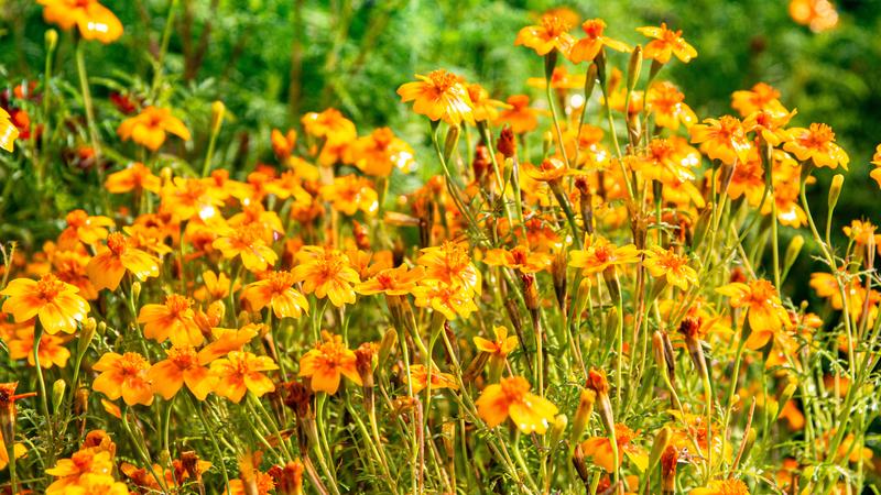 Studentenblume (Tagetes tenuifolia) nach dem Regen. 