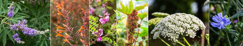 Reiche Heil- und Nutzpflanzensammlung (v.l.): Mönchspfeffer (Vitex agnus-castus); Duftnessel (Agastache aurantiaca); Indigopflanze (Indigofera tinctoria); Wunderbaum (Ricinus communis); Zahnstocher-Ammei (Ammi visnaga); Zichorie (Cichorium intypus).