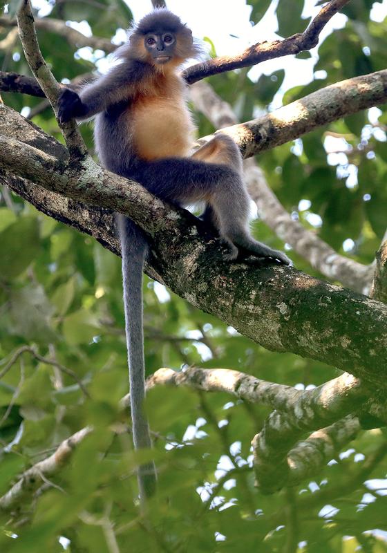 A juvenile hybrid langur in Rema-Kalenga Wildlife Sanctuary, Bangladesh. One can easily recognized the mixture of morphological characters. For examplethe white eye rings of the Phayre's langurs and the golden-brown breast hair of the capped langurs.