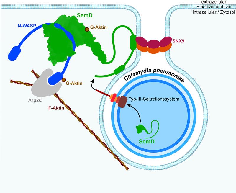 Schematische Darstellung, wie eine C. pneumoniae-Zelle eine menschliche Zelle infiziert. Das Bakterium injiziert dazu das Protein SemD (grün) in die Zelle, welches das Zellprotein N-WASP aktiviert, das wiederum die Vesikelbildung einleitet. 