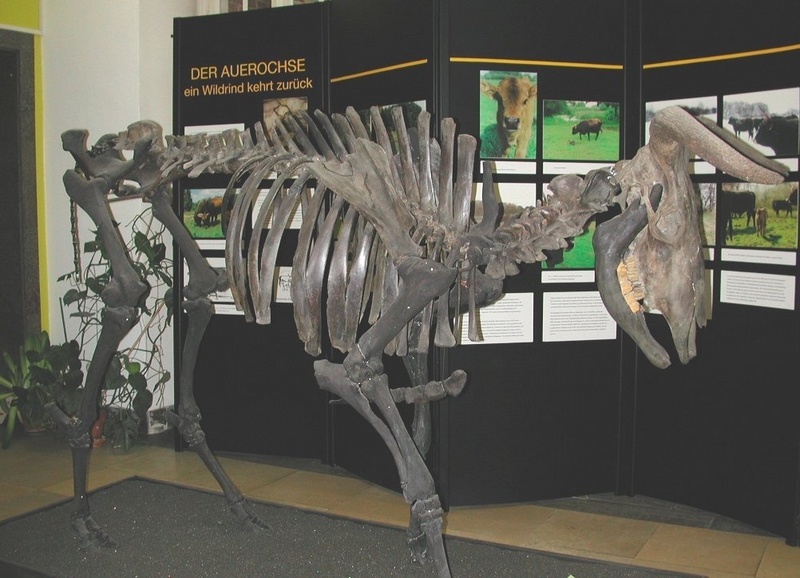 Blickfang der Ausstellung: Ein Skelett des ausgestorbenen Auerochsen.