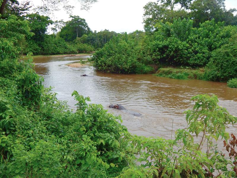 Der für Wildtiere wichtige Ishasha-Fluss verläuft entlang der Grenze zwischen Uganda und der Demokratischen Republik Kongo. Derartige Stellen sind für die Probennahme und Analyse sehr wichtig. 