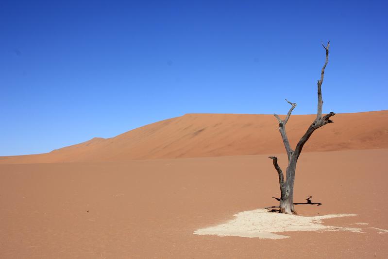 Das Dead Vlei in der Namib-Wüste in Namibia, aufgenommen 2014: Trotz der tiefen Wurzeln kommen die Bäume durch die Kalkablagerungen nicht mehr an Wasser und sind schon lange abgestorben. 