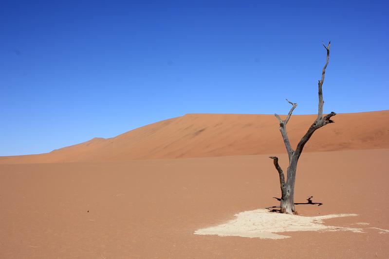 The Deadvlei in the Namib Desert in Namibia back in 2014: Despite their very deep roots, a thick layer of lime deposits on the surface prevented the trees from reaching water. They died centuries ago.