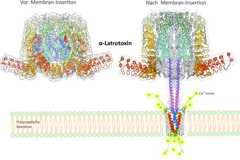 Das α-Latrotoxin bindet an den Rezeptor der präsynaptischen Membran