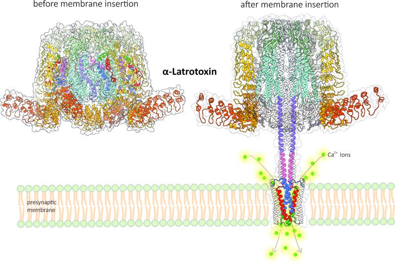 The structure of α-latrotoxin before and after membrane insertion