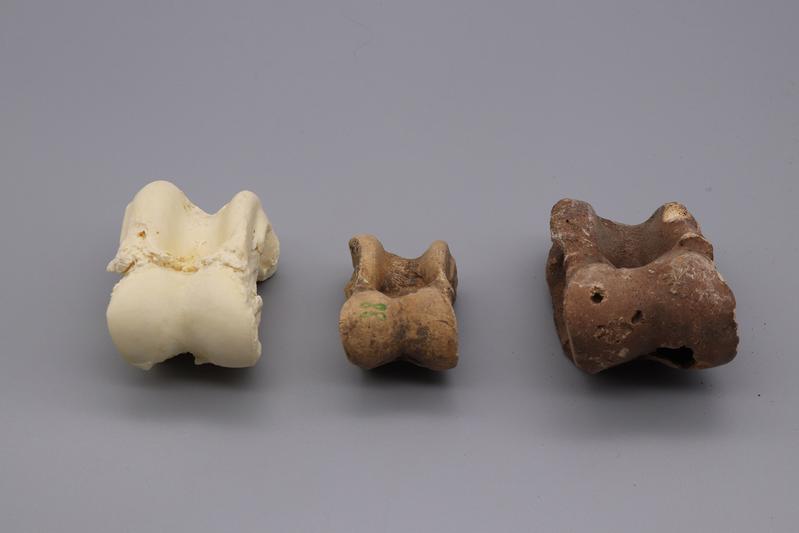 Talus bones of a modern cattle, a small Celtic cattle and an aurochs from the early Neolithic Göbekli Tepe (SE Turkey) (from left to right).