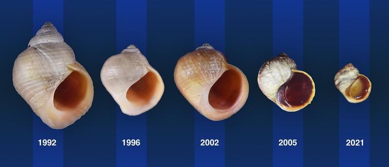 Schneckenentwicklung für das freie Auge sichtbar. Krabbenschnecken (1992) haben sich im selben Habitat, der Schäre, den dort ursprünglich ansäßigen und nun ausgerotteten Wellenschnecken im Aussehen angepasst – in nur 30 Jahren. 