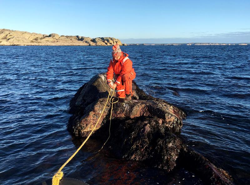 Kerstin Johannesson on the experimental skerry. Johannesson is a marine ecologist at the University of Gothenburg, Sweden.