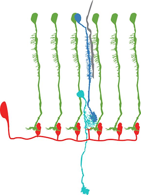 In dem Schaltkreis wird Helligkeitsinformation der L3-Zelle (grün) durch Dm-Neurone (rot) gebündelt, um Signale von der L2-Zelle (blau) zu korrigieren. Die Tm9-Zelle (cyan) kombiniert diese Information und kann stabil Kontrast kodieren.