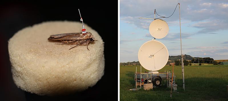 The flight paths of individual moths were tracked using radar. On the left a large yellow underwing (Noctua pronuba) with a transponder. 