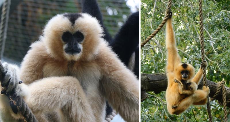 Nördliches Weißwangen-Schopfgibbon im Zoo von Mulhouse (links) und Südliches Gelbwangen-Schopfgibbon-Weibchen mit Jungtier im Zoo von Amsterdam (rechts).