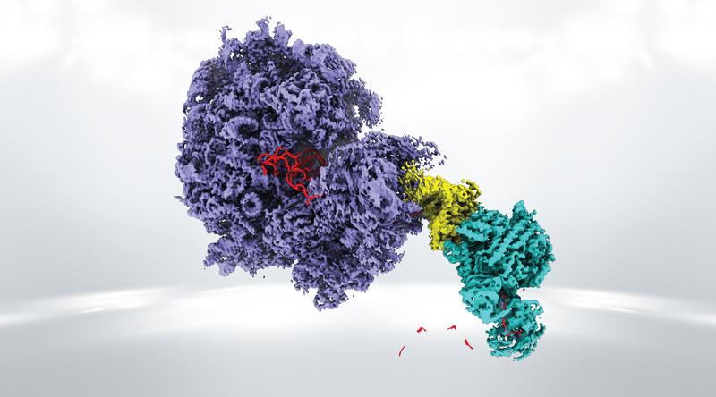 Darstellung des Superkomplexes bestehend aus dem Ribosom (violett), der Helikase des SKI-Komplex (gelb) sowie des Exosoms (türkis). Die RNA (rot) befindet sich im Inneren der drei Komplexe und wird vom Exosom abgebaut.