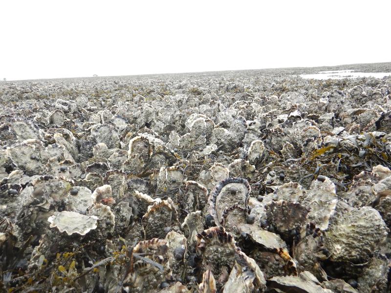 Die durch den Menschen eingebrachte Pazifische Auster (Magallana gigas) hat in der Nordsee die heimischen Miesmuschelbänke verdrängt und große Riffe ausgebildet.