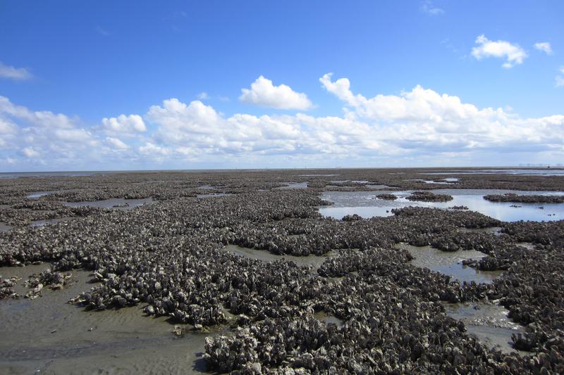 Das Kaiserbalje-Riff im Nationalpark Niedersächsisches Wattenmeer. 