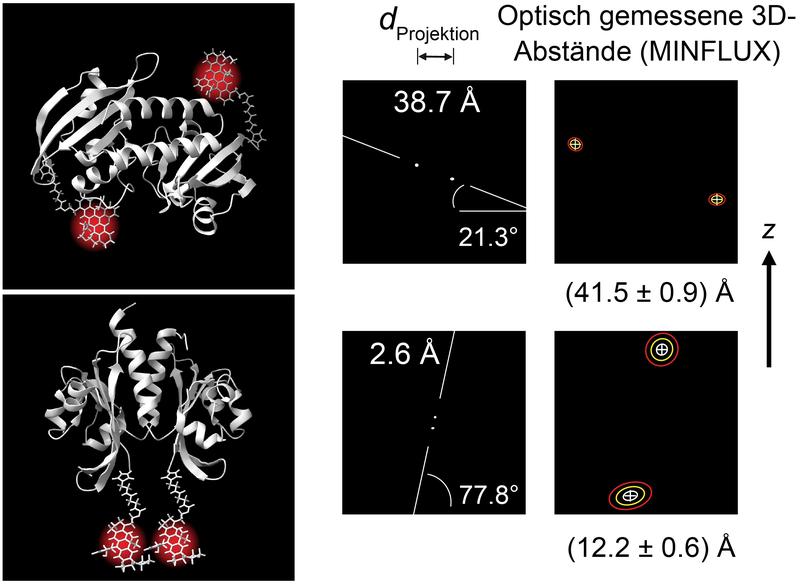 Gezeigt sind zwei identische Untereinheiten des bakteriellen Zitrat-Sensors in antiparalleler (oben) und paralleler (unten) Anordnung. Optische 3D-Positionsmessungen mit MINFLUX detektieren die beiden Zustände des von den Untereinheiten gebildeten Dimers.