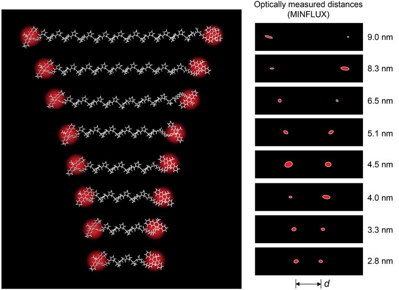 Polyprolines of different lengths served as intramolecular “rulers” to demonstrate the highest MINFLUX resolutions in the Förster resonance energy transfer distance range. The 2-sigma ellipses show the measurement uncertainty of the individual positions.