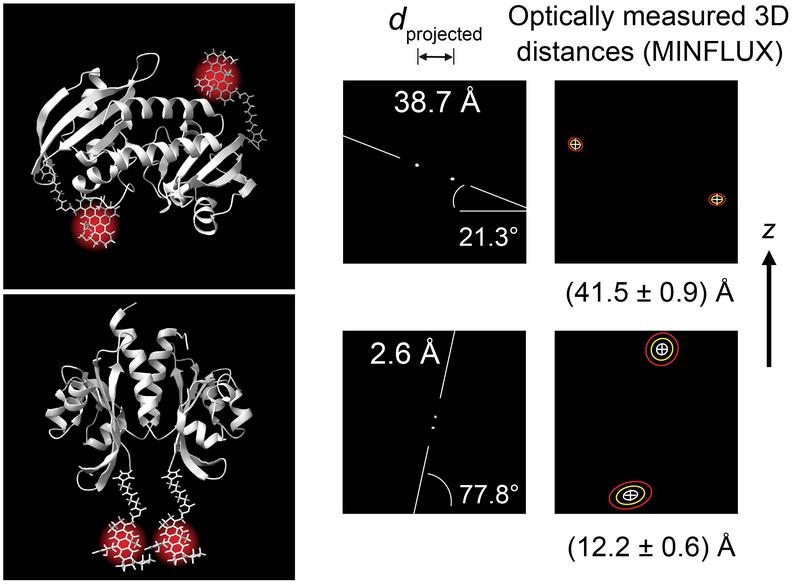 Two identical subunits of the bacterial citrate sensor in antiparallel (top) and parallel (bottom) arrangement. Optical 3D position measurements with MINFLUX detect the two states of the dimer formed by the subunits.