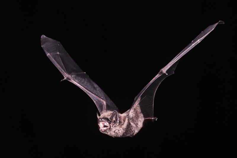 Kleinabendsegler (Nyctalus leisleri)