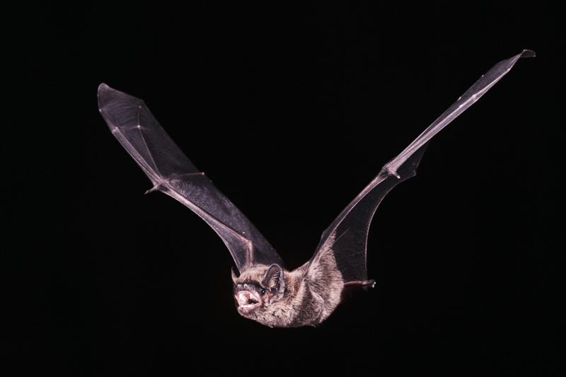 Leisler's bat (Nyctalus leisleri)