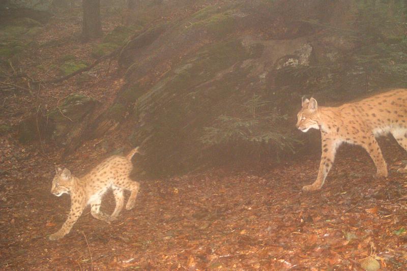 Die HSWT führt im Auftrag des Bayerischen Landesamts für Umwelt (LfU) ein Monitoring zur Luchspopulation durch.