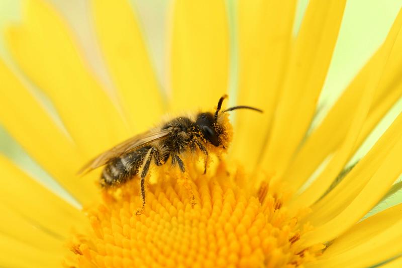 Sensors based on insect cells support the development of bee-friendly pesticides 