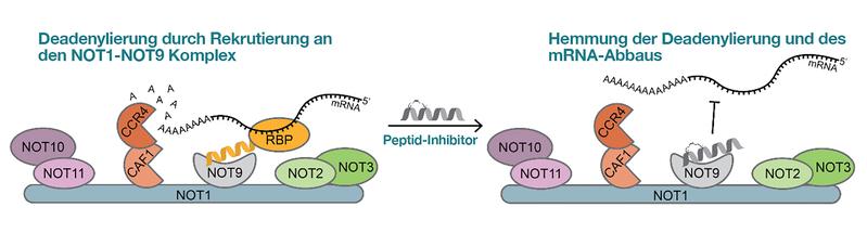 Regulierung der Deadenylierung durch die Untereinheit NOT9 des CCR4-NOT-Komplexes