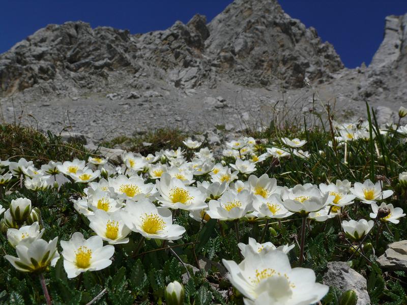 Die Silberwurz Dryas octopetala ist eine typische Pflanze der bayerischen Alpen. Ihre Vor-kommen entlang der Alpenflüsse sind bereits stark zurückgegangen, wie anhand der Verbreitungskarten in der Flora von Bayern ersichtlich ist.