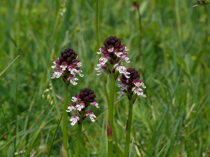 Das Brandknabenkraut Neotinea ustulata ist eine von insgesamt 72 Orchideenarten, die wild in Bayern vorkommen.