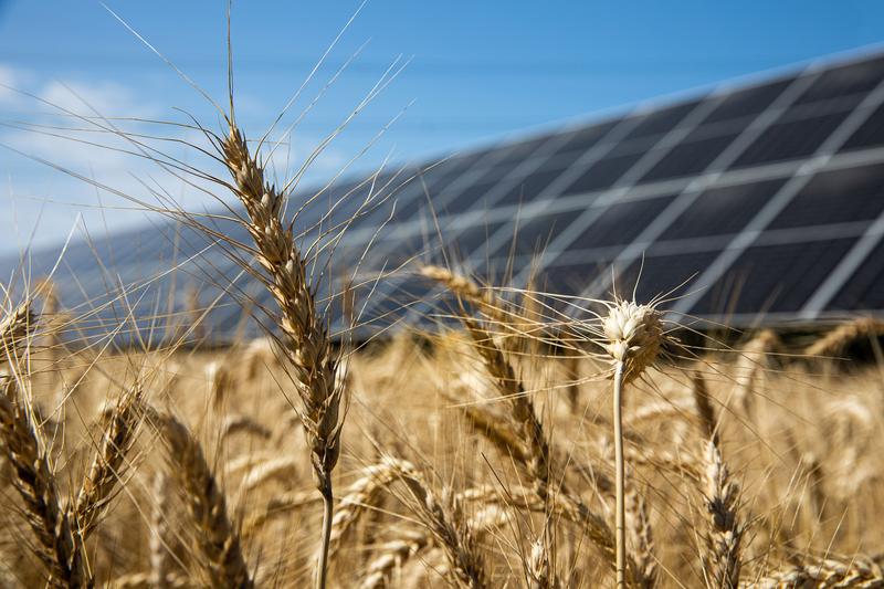 The experimental fields of the Max-Planck-Institute of Molecular Plant Physiology will harvest plants as well as clean energy in the future. 