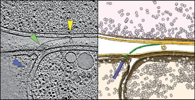 Kryo-Elektronentomogramm (l.) und 3D-Visualisierung (r.) der Bordkanone, die das Bakterium Aureispira für die Jagd einsetzt. 