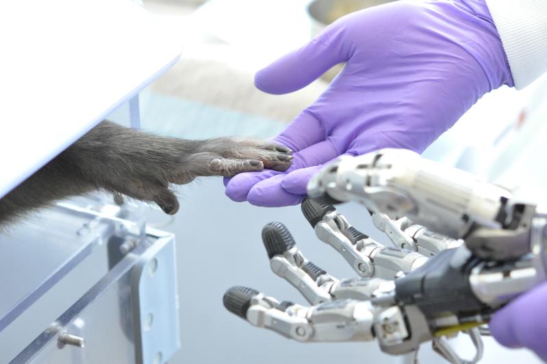 In a study with rhesus monkeys, neuroscientists at the German Primates Center have investigated how the functionality of brain-computer interfaces and thus also the fine motor skills of neuroprostheses can be improved.