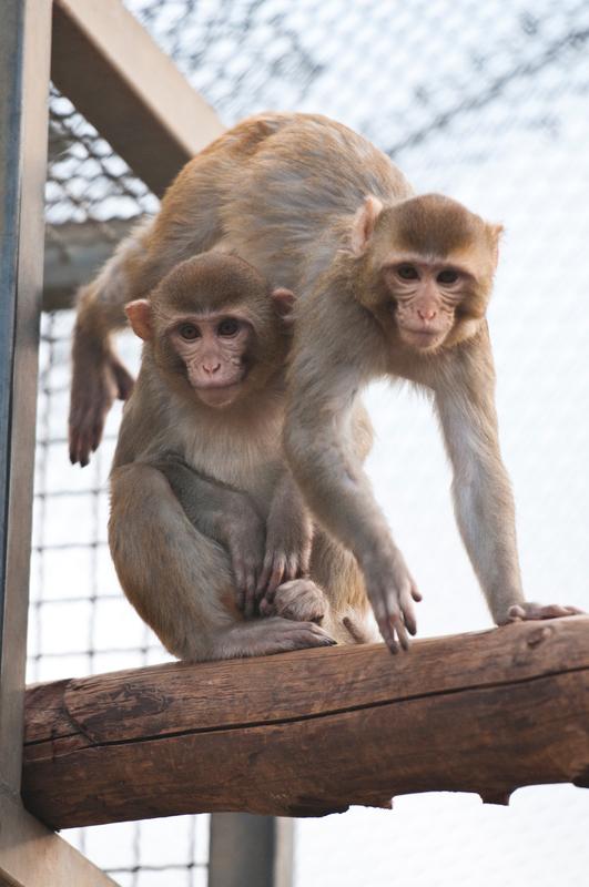 Two rhesus monkeys in the animal facility at the German Primate Center. 