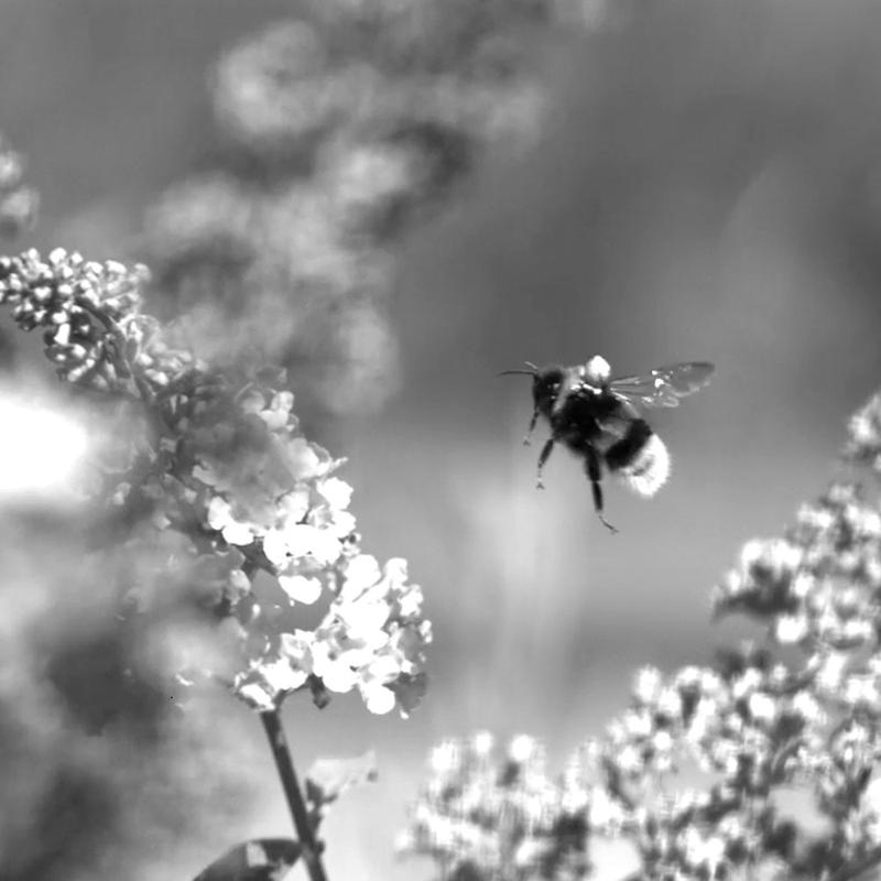 Eine landende Hummel (Bombus terrestris), fotografiert mit Fast Lock-On Verfolgung. Der Reflektor, mit dem die Biene verfolgt wurde, ist auf ihrem Rücken zu sehen.