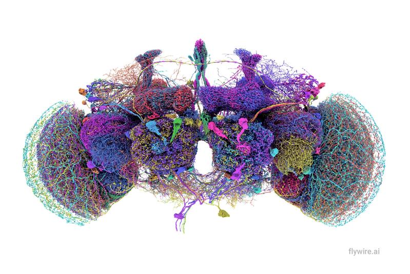 Reconstruction of the 50 largest neurons of the connectome in the fly brain.