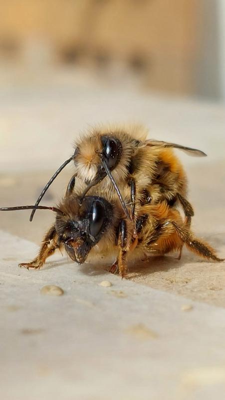 Wildbienen der Spezies Osmia bicornis bei der Paarung 