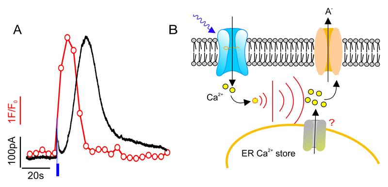 Ein blauer Lichtpuls löst in Schließzellen ein Kalzium-Signal (rot) aus, dem ein Anionenstrom (schwarz) folgt (A). Der Einstrom von Kalzium in die Zelle fördert die Freisetzung von mehr Kalzium, was Anionenkanäle aktiviert und die Stomabewegung moduliert.