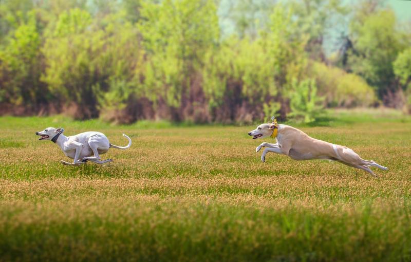 Sighthounds, such as this Whippet breed, are among the fastest land animals in the world. Now, for the first time, a genome has been completely sequenced in record time as part of a collaborative project.