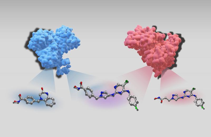 Dreidimensionale Strukturen von zwei Zielproteinen, Histon-Deacetylase 6 (blau) und Tyrosine-Proteinkinase JAK2 (rot), zusammen mit jeweils einem selektiven Inhibitor. Der duale Inhibitor in der Mitte ist gegen beide Enzyme aktiv.