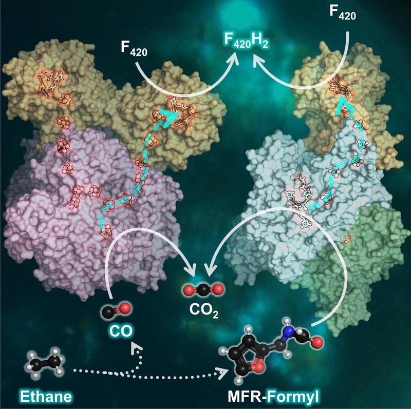 Molecular reactions involved in ethane degradation. 