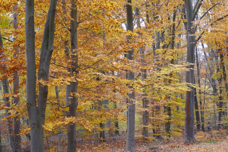 Herbstwald