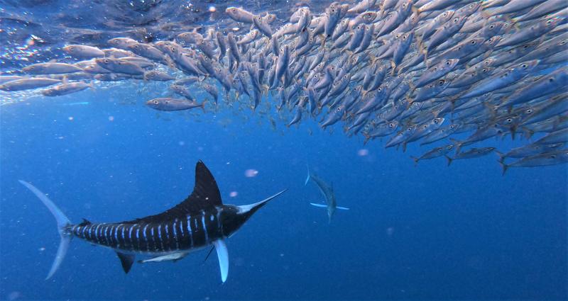 A striped marlin attacking a prey school.