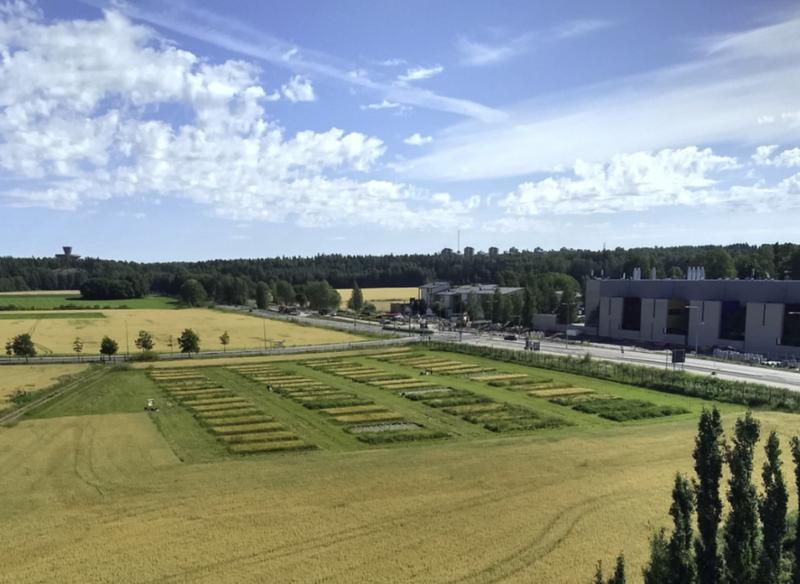 The TwinWin site in Finland, where Barley was grown either alone or undersown with up to eight different plant species