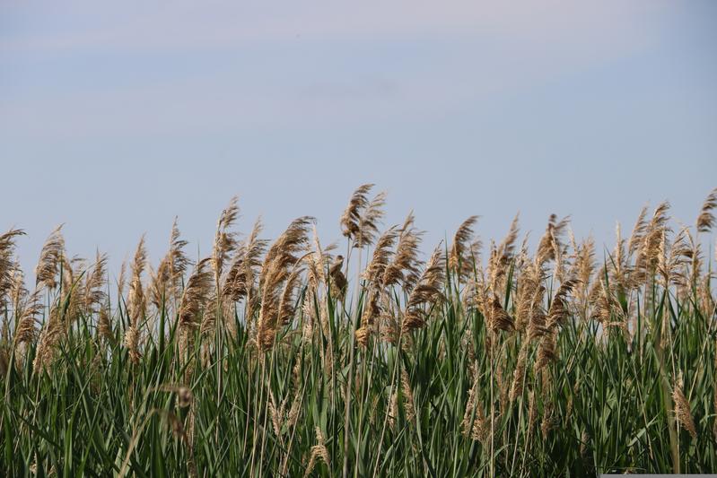 Schilfrohr (Phragmites australis) ist eine Art, die in Paludikulturen auf wiedervernässten Moorflächen angebaut werden kann. Es ist ein guter Naturbaustoff, da es keine Feuchtigkeit aufnimmt und nur langsam verrottet.